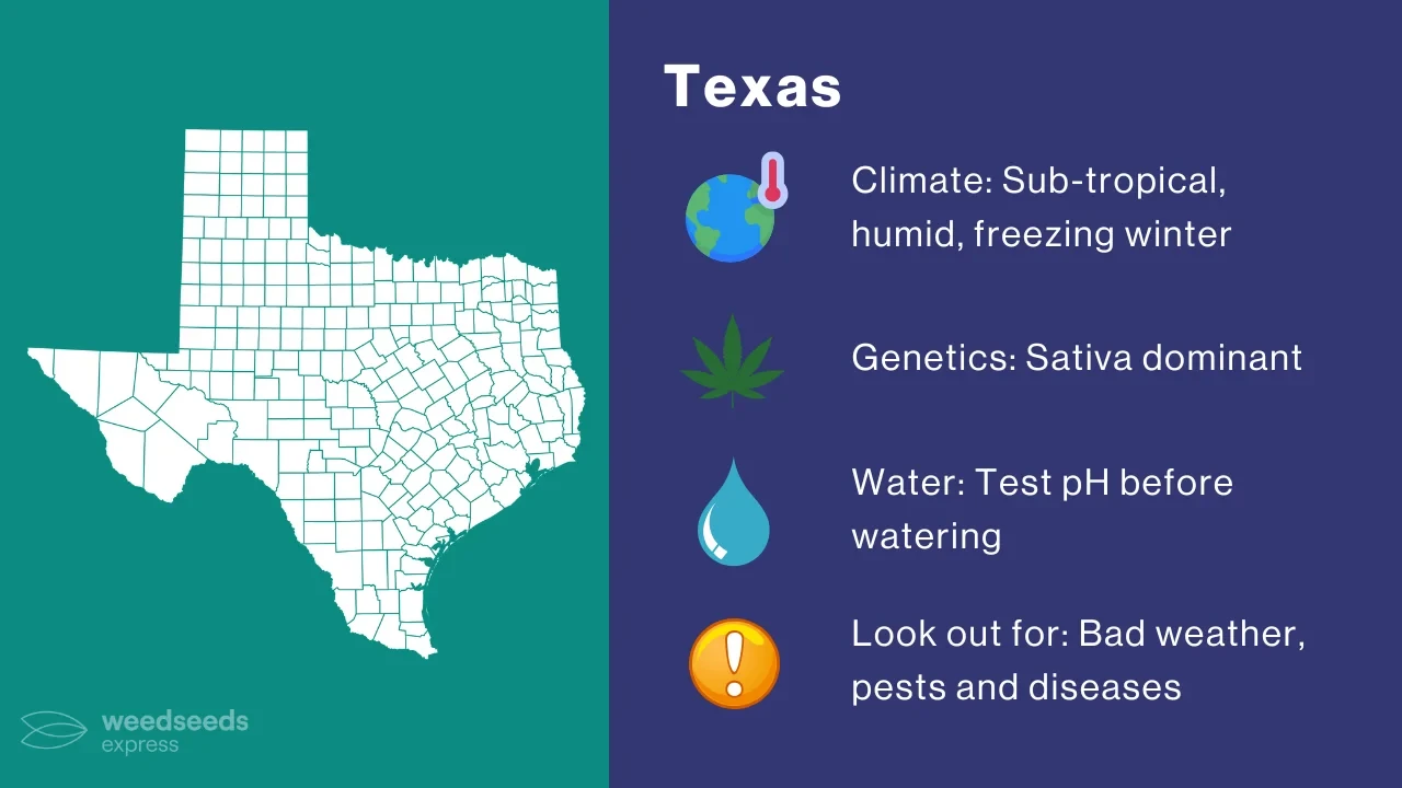 Cannabis Growing Climate in Texas